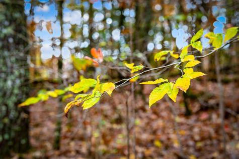 1580 Galloway Road Blue Ridge GA 30513