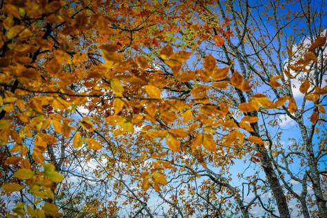 1580 Galloway Road Blue Ridge GA 30513