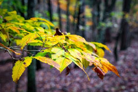 1580 Galloway Road Blue Ridge GA 30513