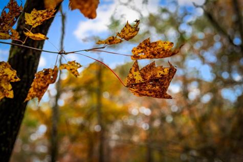 1580 Galloway Road Blue Ridge GA 30513