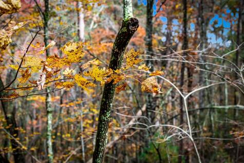 1580 Galloway Road Blue Ridge GA 30513