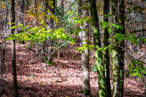 1580 Galloway Road Blue Ridge GA 30513