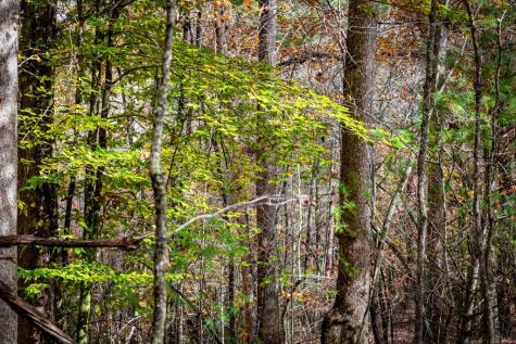 1580 Galloway Road Blue Ridge GA 30513