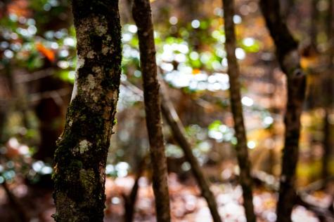 1580 Galloway Road Blue Ridge GA 30513