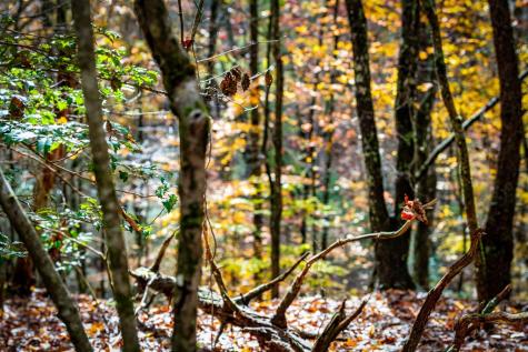 1580 Galloway Road Blue Ridge GA 30513