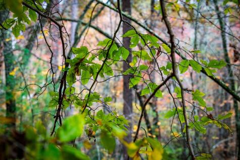 1580 Galloway Road Blue Ridge GA 30513