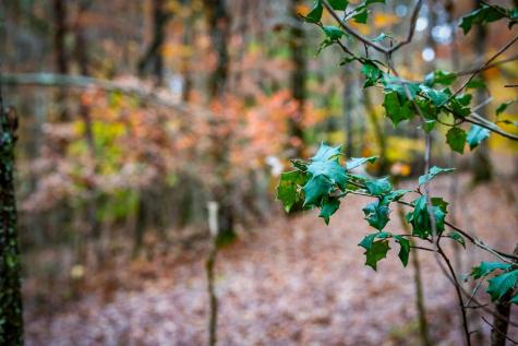 1580 Galloway Road Blue Ridge GA 30513