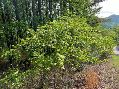 Lot 25 Loftis Mountain Blairsville GA 30512