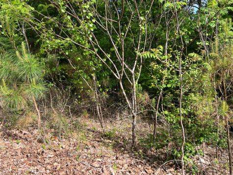 Lot 25 Loftis Mountain Blairsville GA 30512