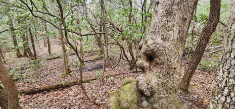 9.95AC Hicks Gap Road Blairsville GA 30512