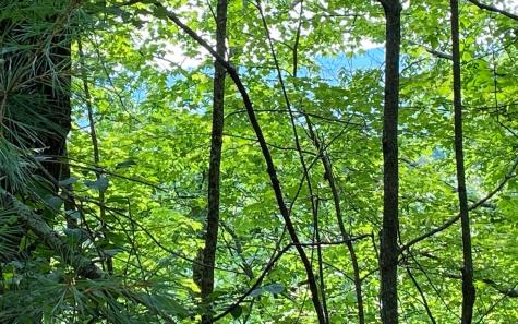 Lot 645 Wedowee Court (lot 645) Ellijay GA 30540