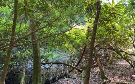 Lot 645 Wedowee Court (lot 645) Ellijay GA 30540