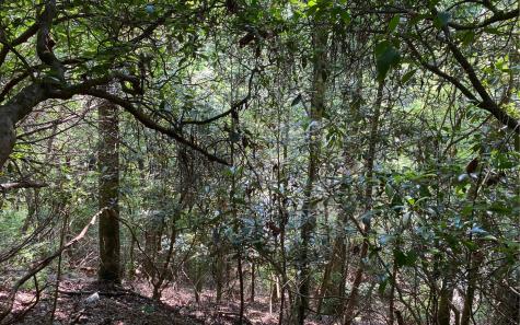Lot 645 Wedowee Court (lot 645) Ellijay GA 30540