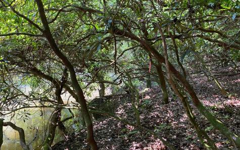 Lot 645 Wedowee Court (lot 645) Ellijay GA 30540