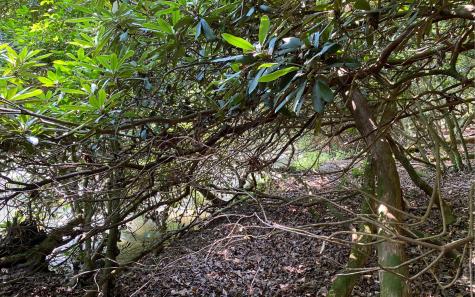 Lot 645 Wedowee Court (lot 645) Ellijay GA 30540