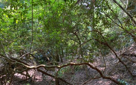 Lot 645 Wedowee Court (lot 645) Ellijay GA 30540