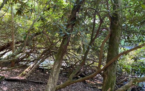 Lot 645 Wedowee Court (lot 645) Ellijay GA 30540