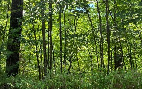 Lot 645 Wedowee Court (lot 645) Ellijay GA 30540