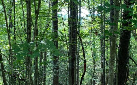 Lot 645 Wedowee Court (lot 645) Ellijay GA 30540
