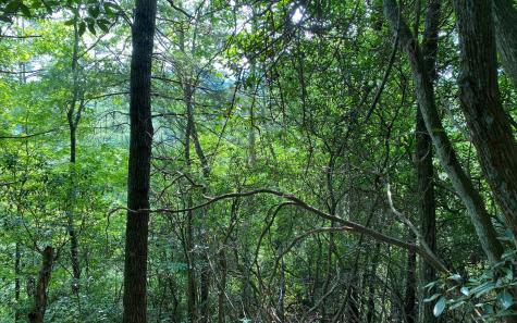 Lot 645 Wedowee Court (lot 645) Ellijay GA 30540