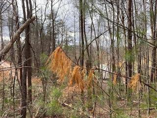 29,30 Sunset Drive W Young Harris GA 30585