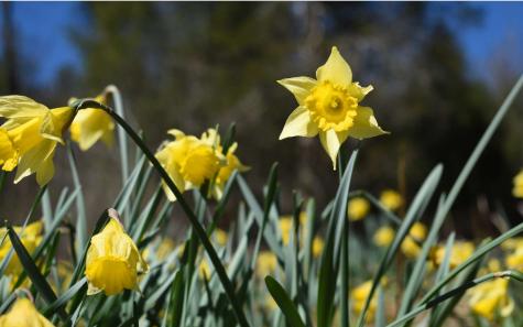 LT27,28B Haven Way Blue Ridge GA 30513