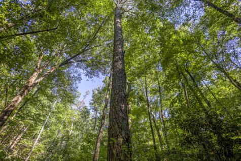 90 Ac Tree House Road Andrews NC 28901