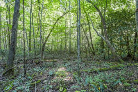 90 Ac Tree House Road Andrews NC 28901