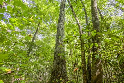 90 Ac Tree House Road Andrews NC 28901