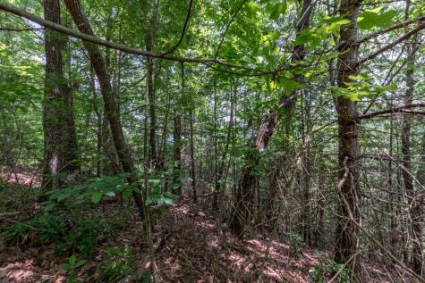 Lot 6 Wild Turkey Young Harris GA 30582