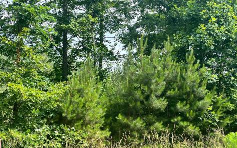 60 Thirteen Hundred Blairsville GA 30512