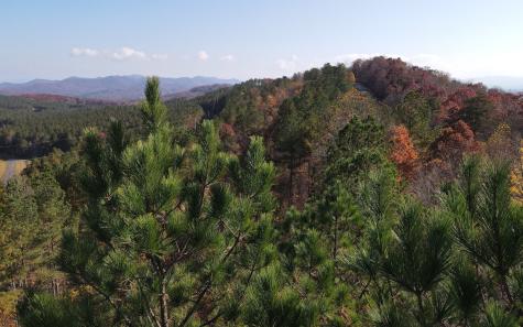 60 Thirteen Hundred Blairsville GA 30512