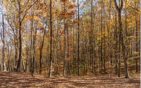 Lot 17r Tanager Trail Ellijay GA 30536