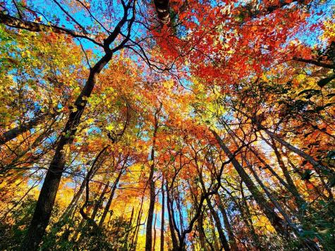 5.47 Ac Sierra Run Blairsville GA 30512