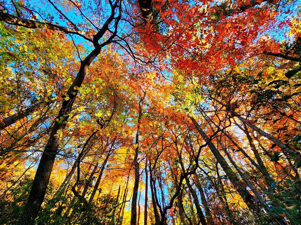 5.47 Ac Sierra Run Blairsville GA 30512