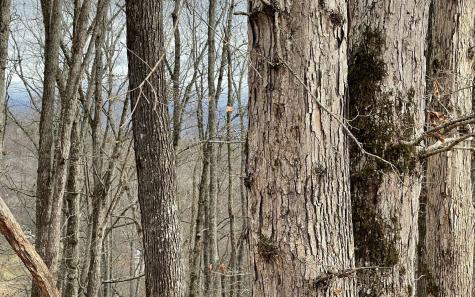 Lot 1c Lakewood Hills Hayesville NC 28904