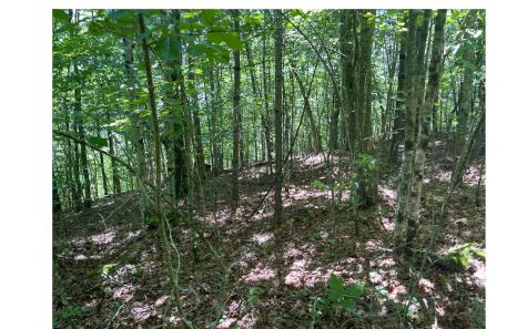 2603 Sunny Point Road Murphy NC 28906