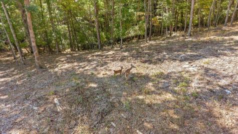 Lot 101 South Wind Court Morganton GA 30560