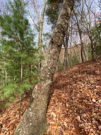 L334 335 Brushy Top Drive Ellijay GA 30540