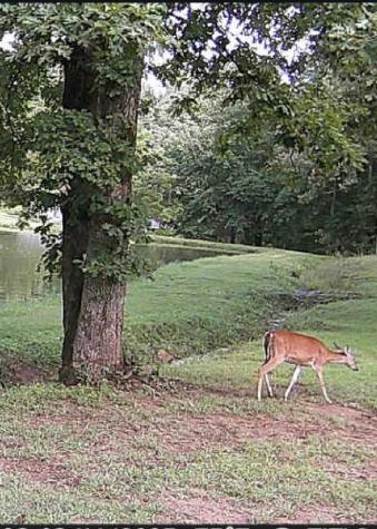 456 Nicholson Road Blue Ridge GA 30513