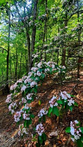 Lot 5 Gold Ridge Trail Cherry Log GA 30522