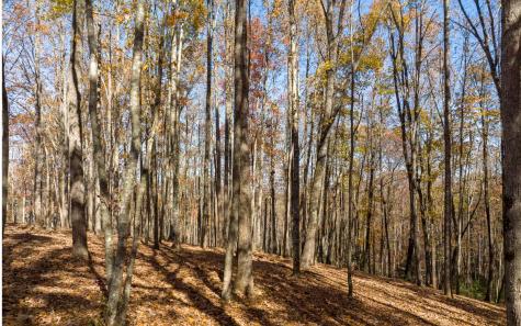 19R Settlement Trail Ellijay GA 30536