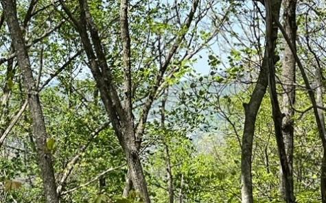 00 Laurel Ridge, Lot 1 Hiawassee GA 30546