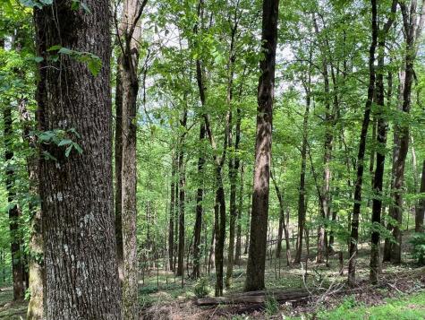 M164 Walnut Ridge Ellijay GA 30336