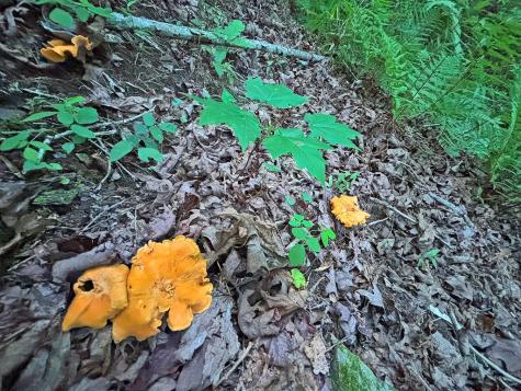 Lot 20 Mt. Springer Road Ellijay GA 30540