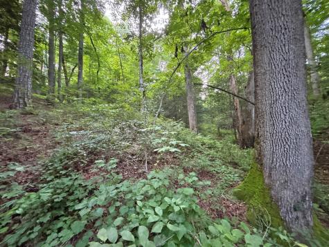 Lot 20 Mt. Springer Road Ellijay GA 30540