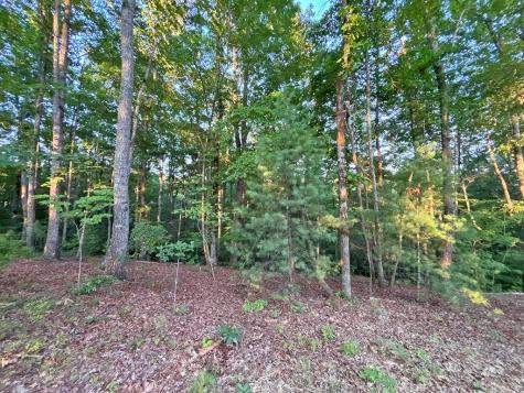 Lot 20 Mt. Springer Road Ellijay GA 30540