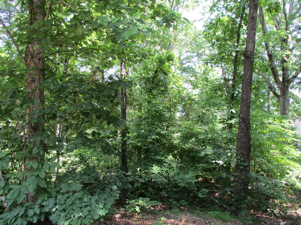 74A Licklog Ridge Hayesville NC 28904