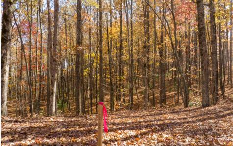 19R Settlement Trail Ellijay GA 30536