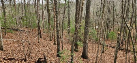 Lot 13 Mangums Trail Blue Ridge GA 30513